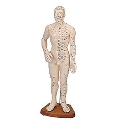 Cuerpo Humano Masculino ( Caucho 46 Cm.)